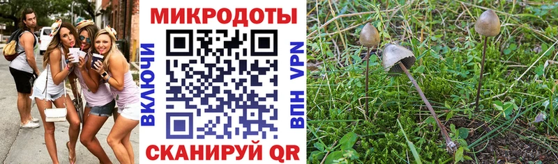 Псилоцибиновые грибы Psilocybe shop телеграм Заринск где продают